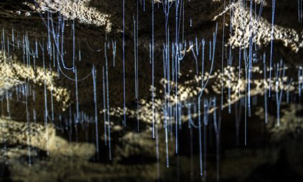 Go With the Glow: Bioluminescent Animals and Where to Find Them