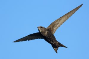 Common Swift (bird) isolated on blue sky. Black swift