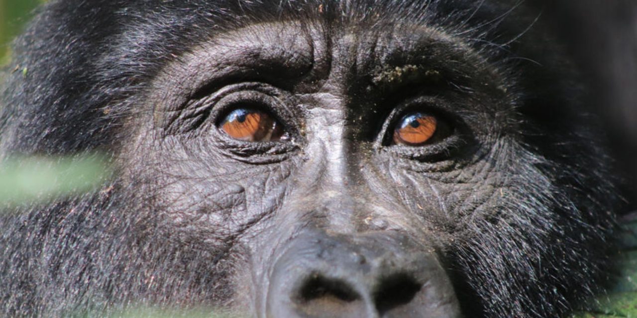 How Gorilla Tourism Can Benefit Wildlife and People