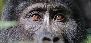 Mountain gorilla up close