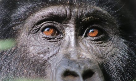 How Gorilla Tourism Can Benefit Wildlife and People