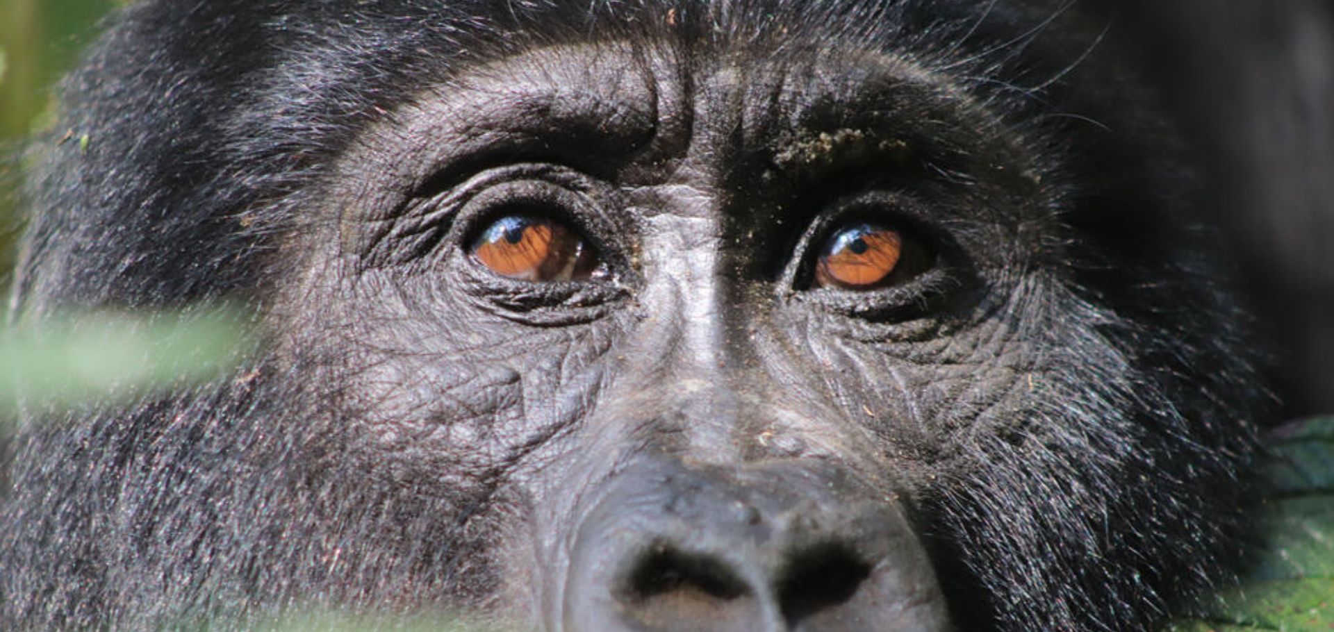 Mountain gorilla up close