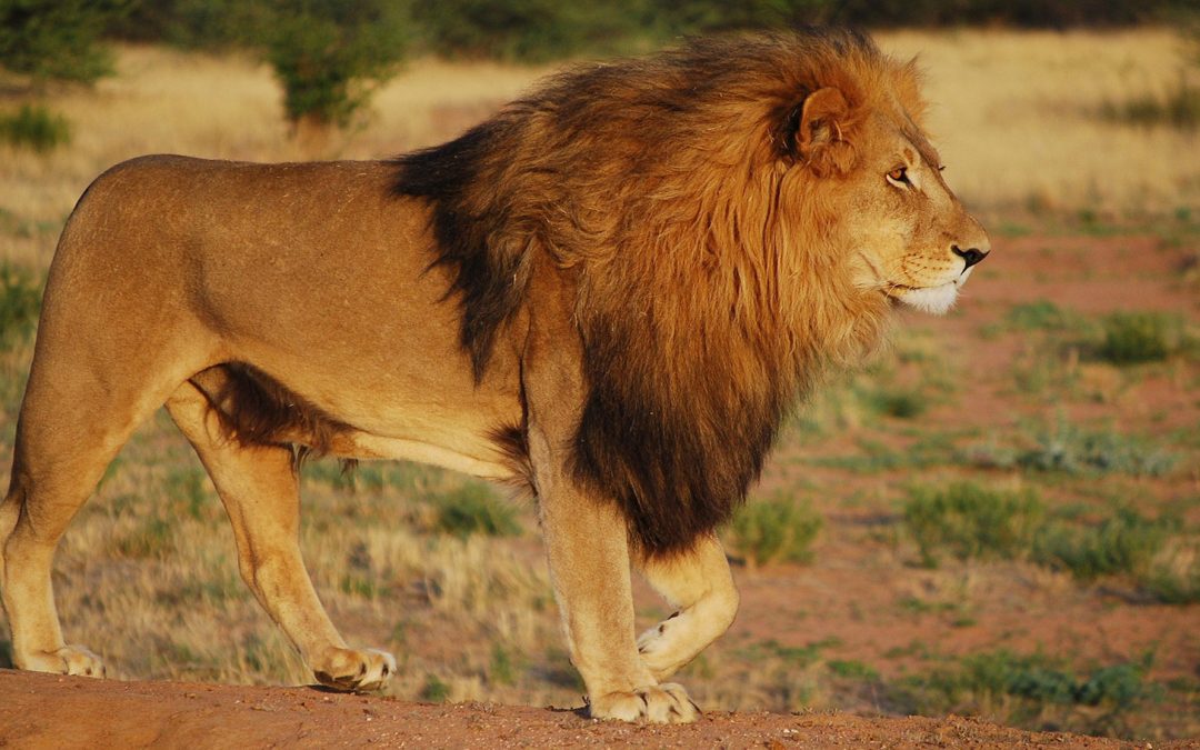 Zambia vs. Zimbabwe: Choosing the Best Safari Destination for You