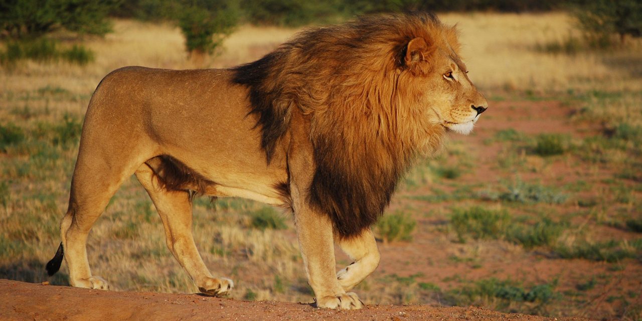 Zambia vs. Zimbabwe: Choosing the Best Safari Destination for You