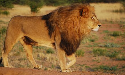 Zambia vs. Zimbabwe: Choosing the Best Safari Destination for You