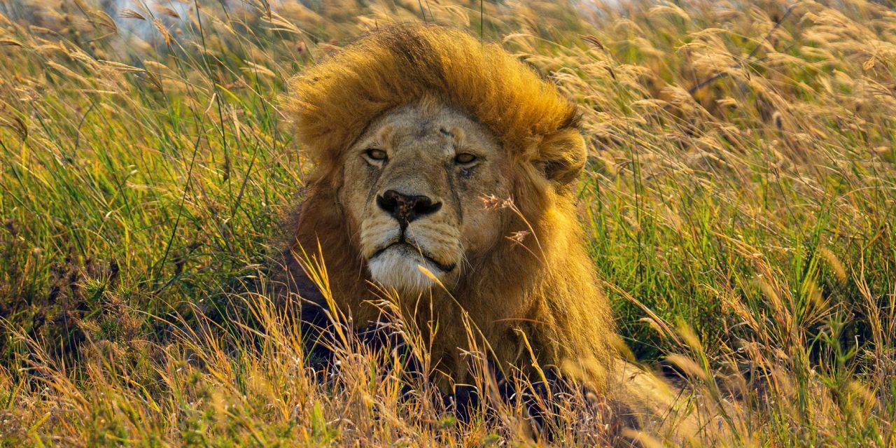 Lion Teeth Tell Tales