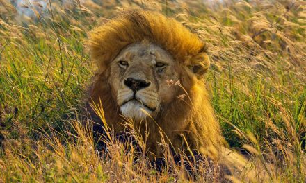 Lion Teeth Tell Tales