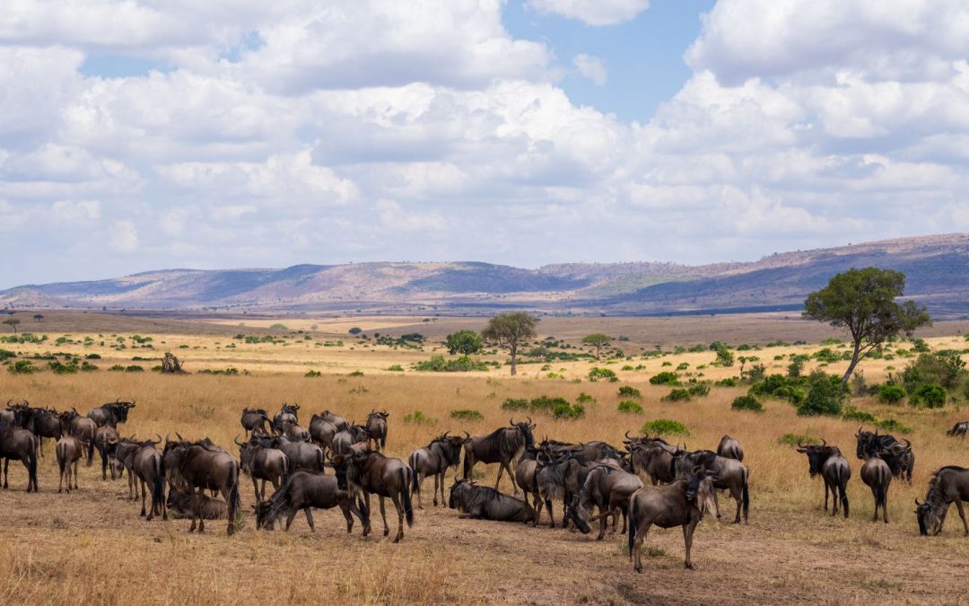 Mouths of Africa’s Maasai Mara: Nine Winning Wildlife Smiles