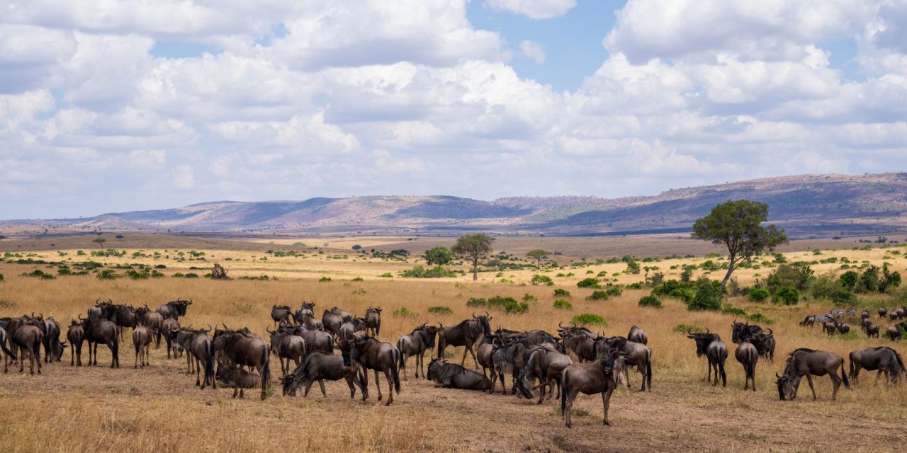 Mouths of Africa’s Maasai Mara: Nine Winning Wildlife Smiles