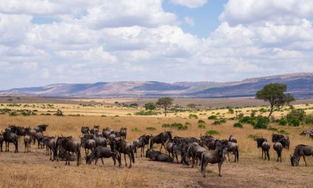 Mouths of Africa’s Maasai Mara: Nine Winning Wildlife Smiles