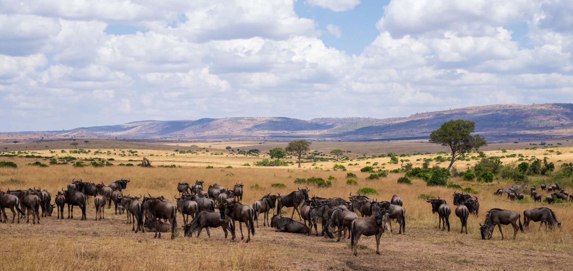 Landscape with animals in the Mara Masai