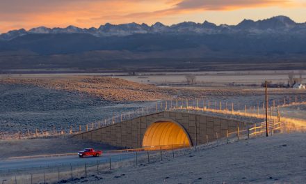 Traveling Wildlife: Bird Maps and Low-Collision Crossings