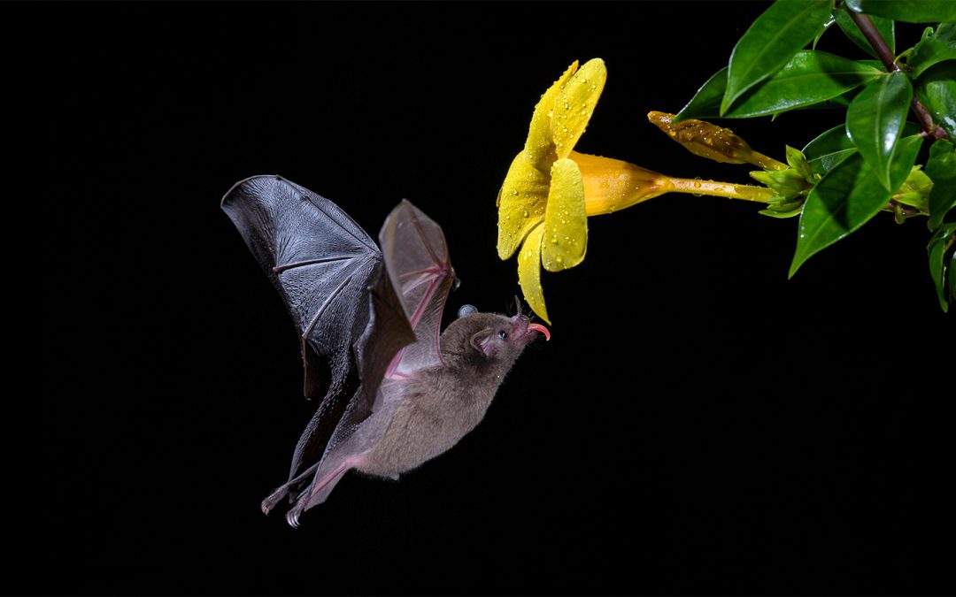 Celebrating Bat Conservation: From Chiroptophobia to Coexistence