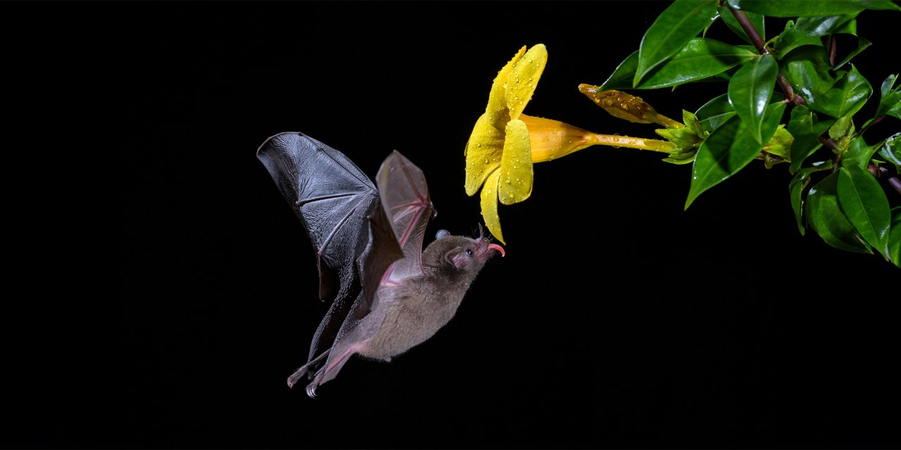 Celebrating Bat Conservation: From Chiroptophobia to Coexistence