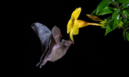 Celebrating Bat Conservation: From Chiroptophobia to Coexistence