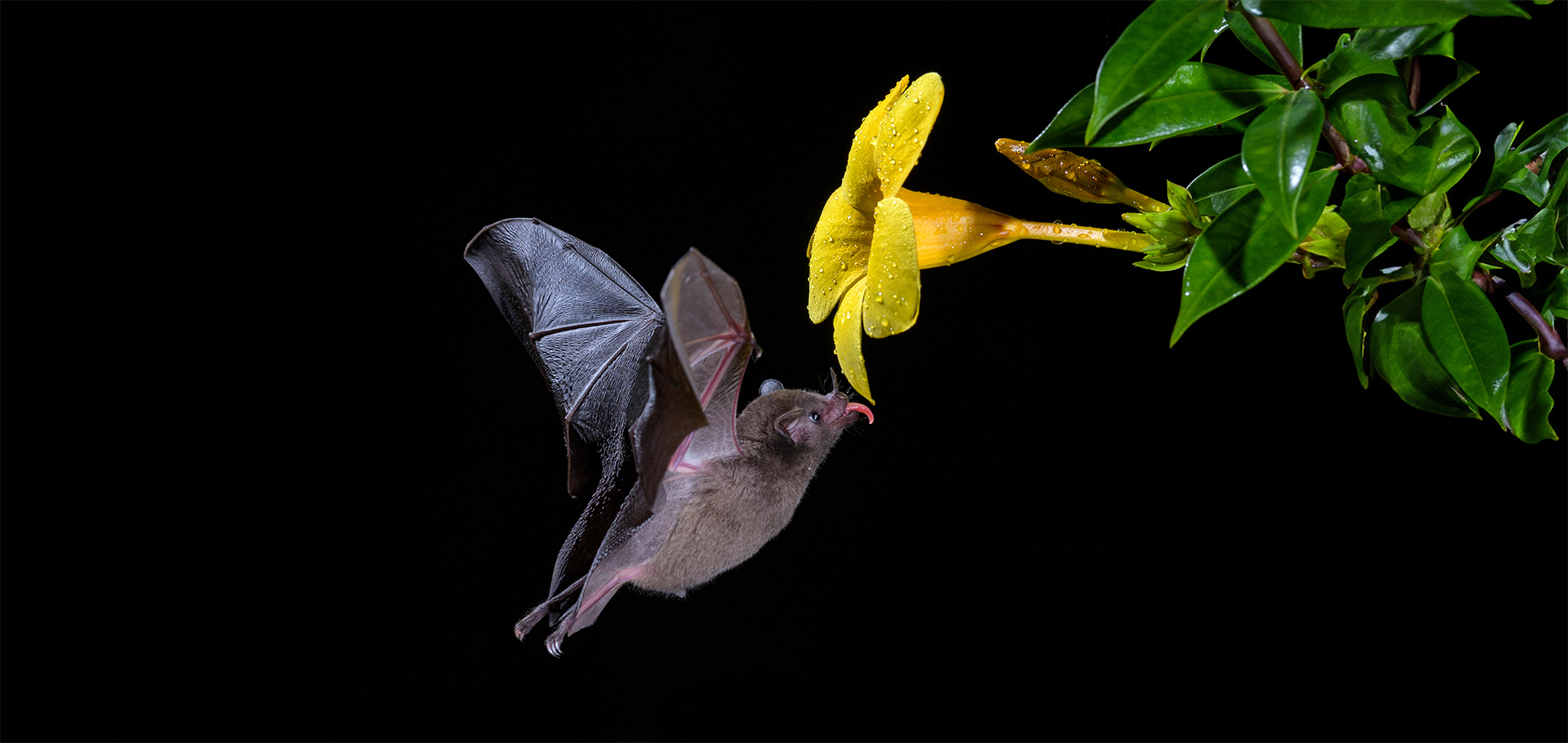 fruit bat pollinating flowers