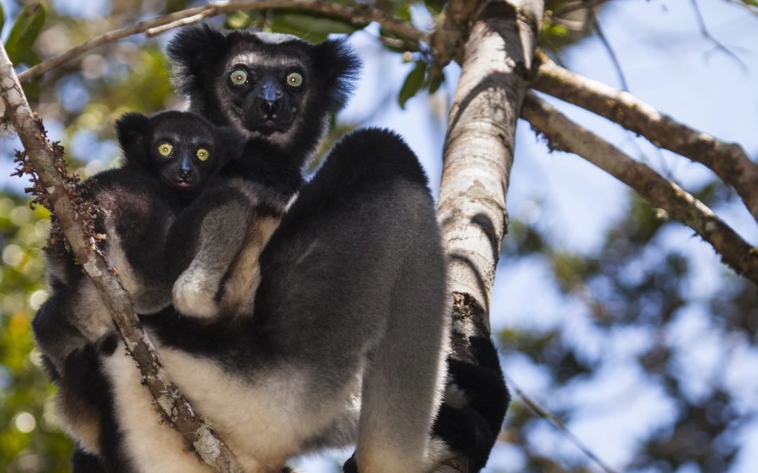 Celebrate World Lemur Day with Natural Habitat Adventures