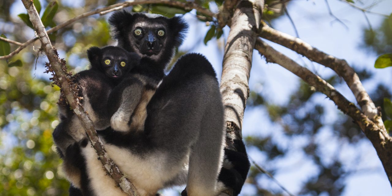 Celebrate World Lemur Day with Natural Habitat Adventures