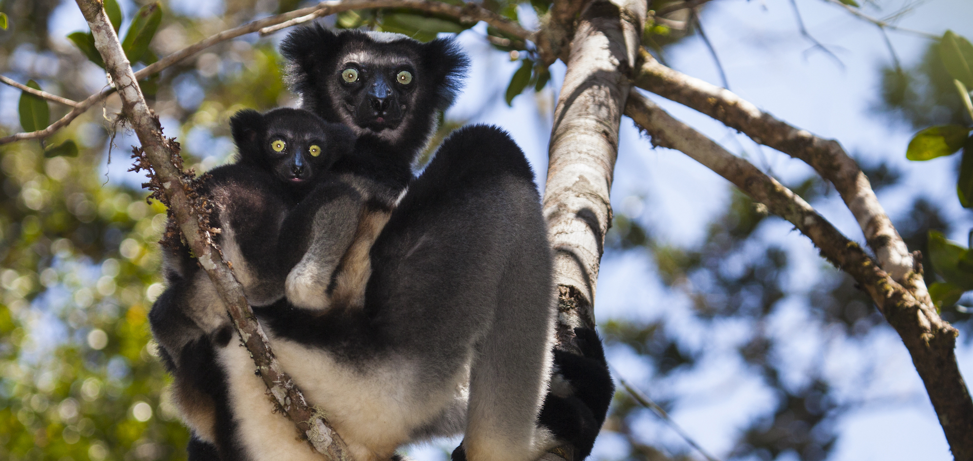Lemur Indri with babyl lemur (Indri indri), Andasibe - Mantadia National Park, Madagascar, Africa