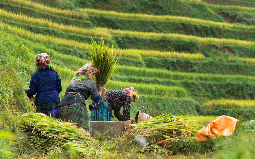 Reimagining Food Security through Indigenous Food Sovereignty