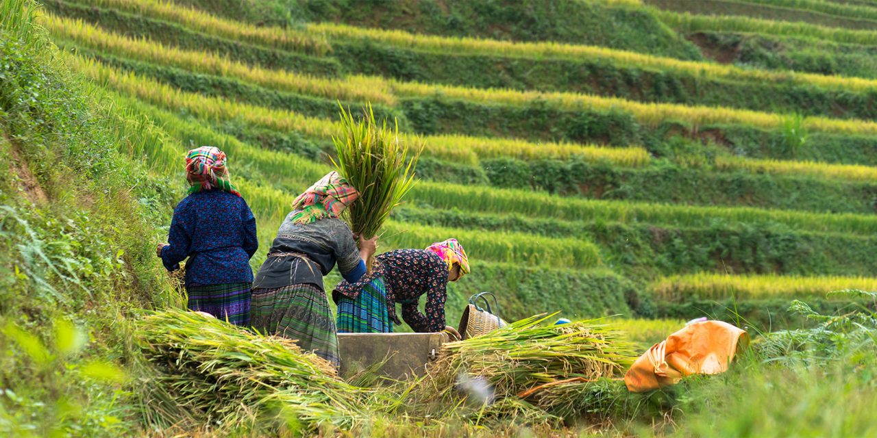 Reimagining Food Security through Indigenous Food Sovereignty