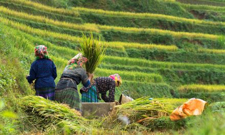 Reimagining Food Security through Indigenous Food Sovereignty
