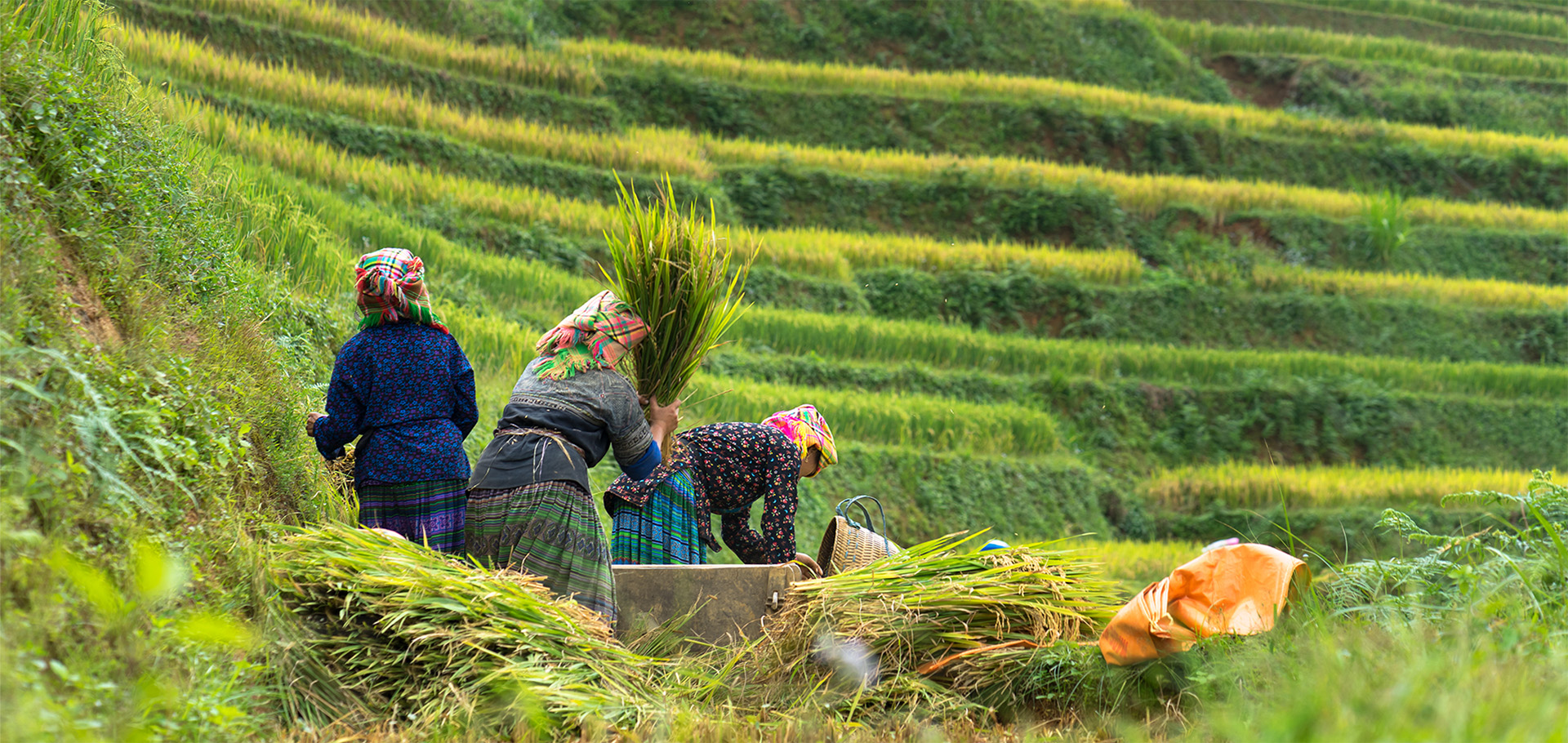 Indigenous food sovereignty agriculture harvest Hmong women harvesting rice on paddy terrace in Mu Cang Chai district, Vietnam