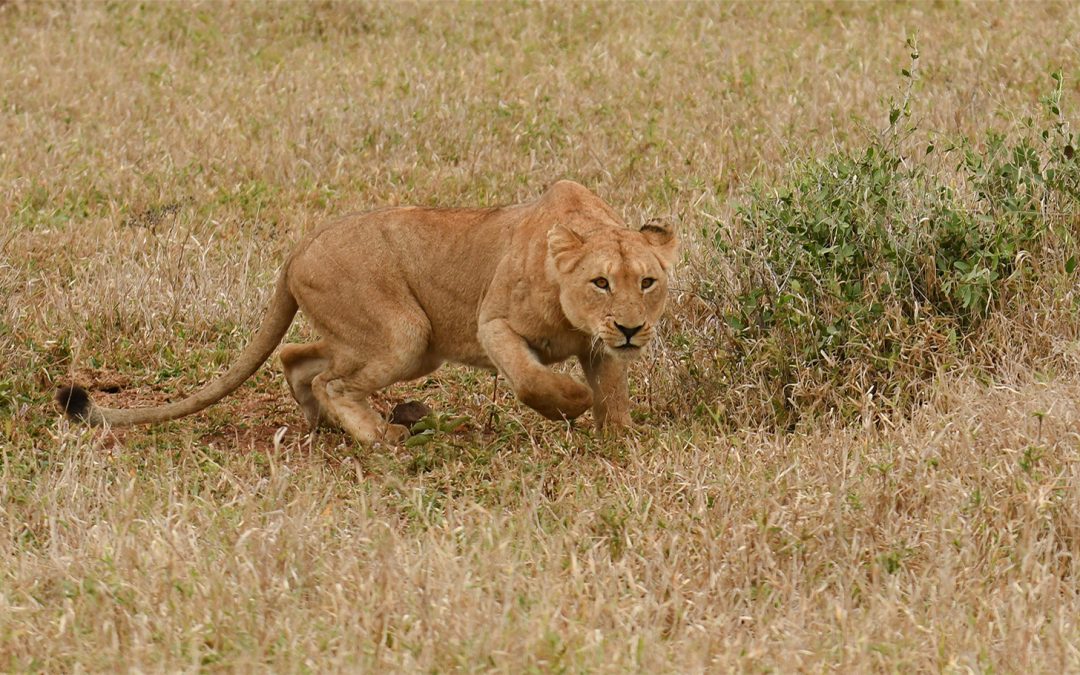 Sabi Sand: Wildlife Hotspot of South Africa