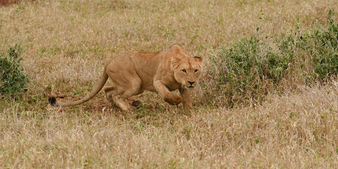 Sabi Sand: Wildlife Hotspot of South Africa