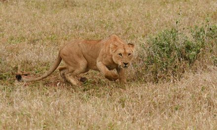 Sabi Sand: Wildlife Hotspot of South Africa