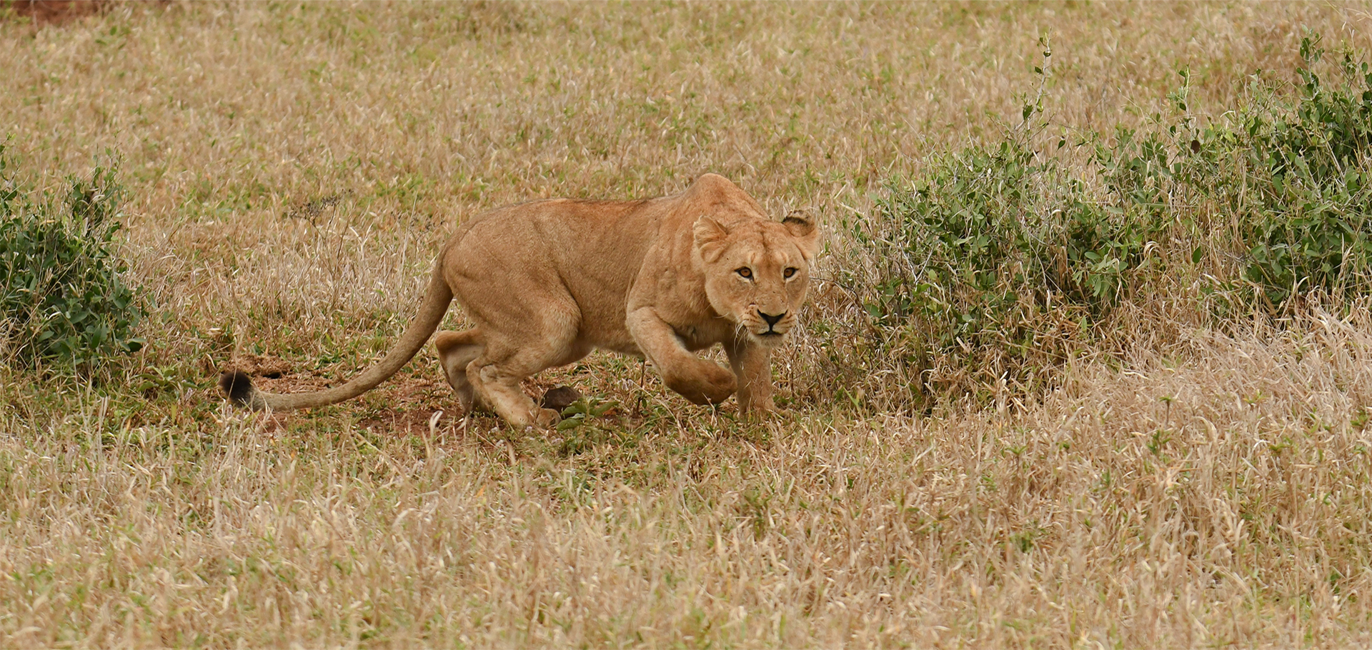 female lion lioness in pursuit of prey hunting in Mala Mala game preserve South Africa sabi sands national park