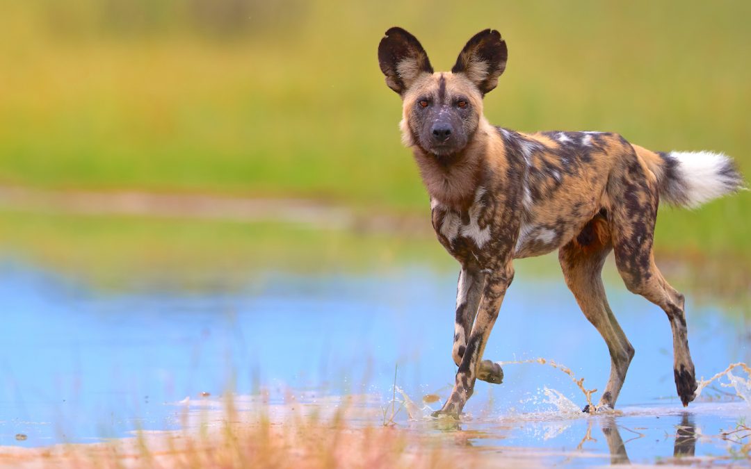 Chasing Dreams and Wild Dogs in Botswana: A Safari Travel Story