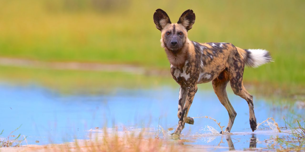 Chasing Dreams and Wild Dogs in Botswana: A Safari Travel Story