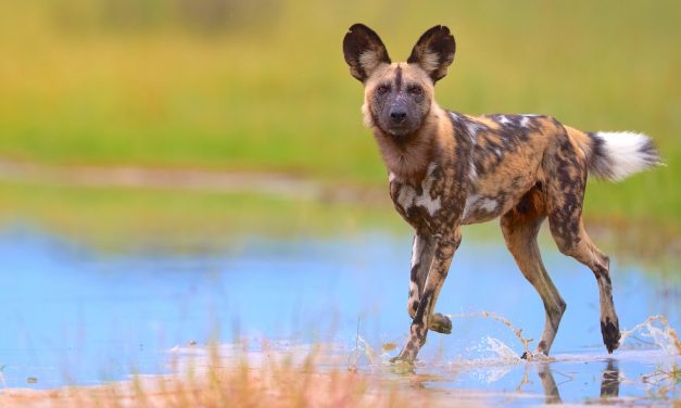 Chasing Dreams and Wild Dogs in Botswana: A Safari Travel Story