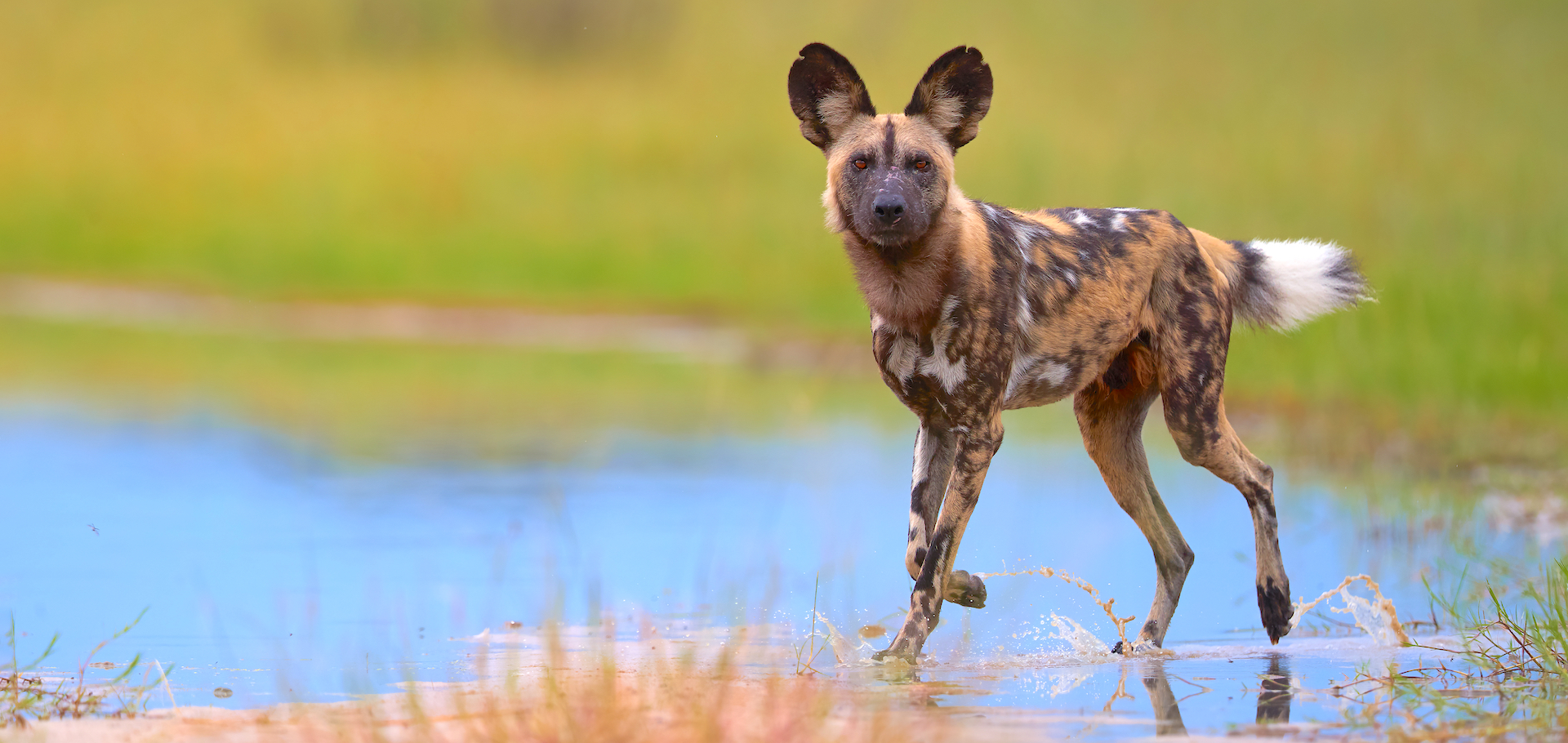 African Wild Dog in Botswana