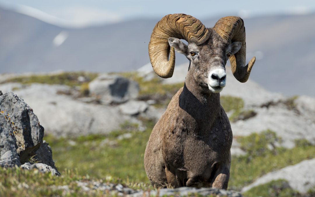 Wildlife of the Canadian Rockies