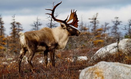 Welcoming Those Moving North