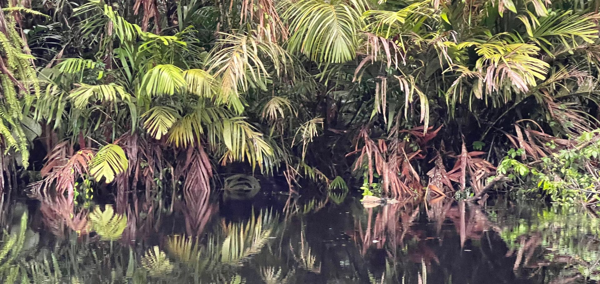 Leaves hanging along water in Costa Rica