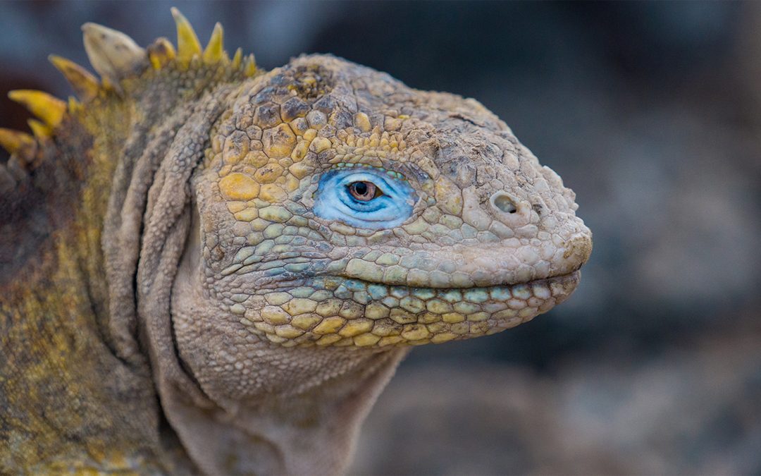 Galapagos Species That Are Back from the Brink