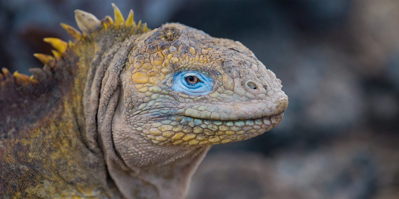 Galapagos Species That Are Back from the Brink