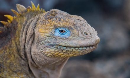 Galapagos Species That Are Back from the Brink