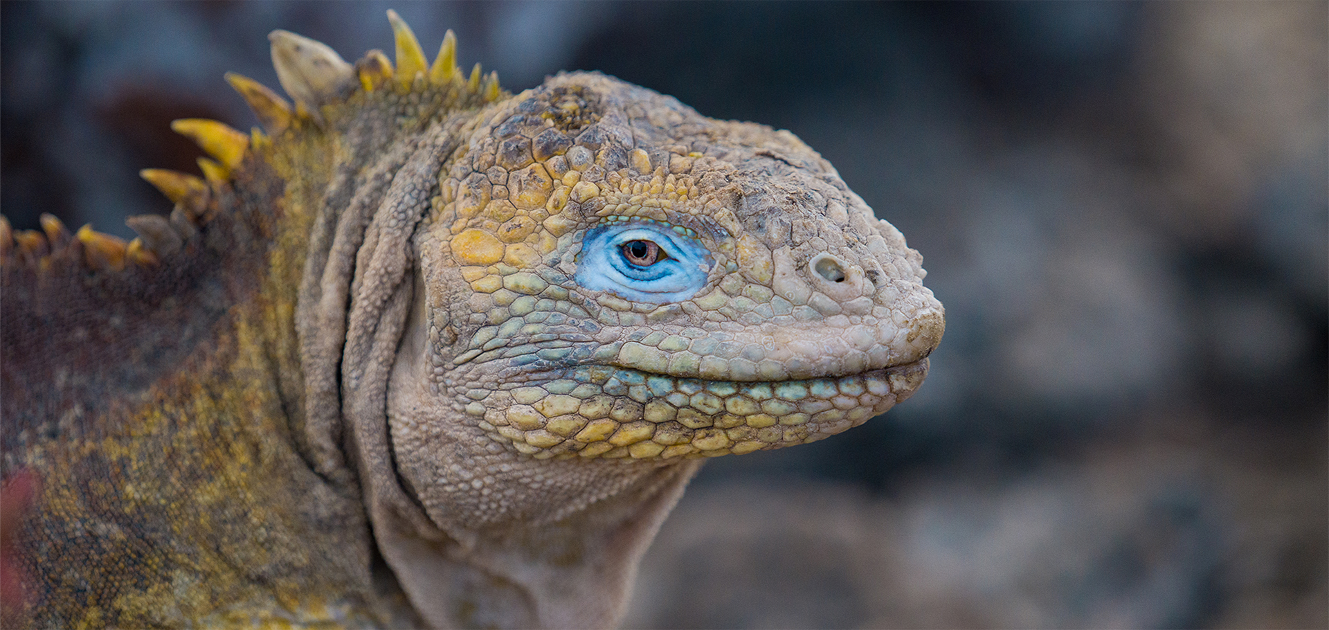 Land iguana Galápagos Islands brink of extinction endangered species conservation