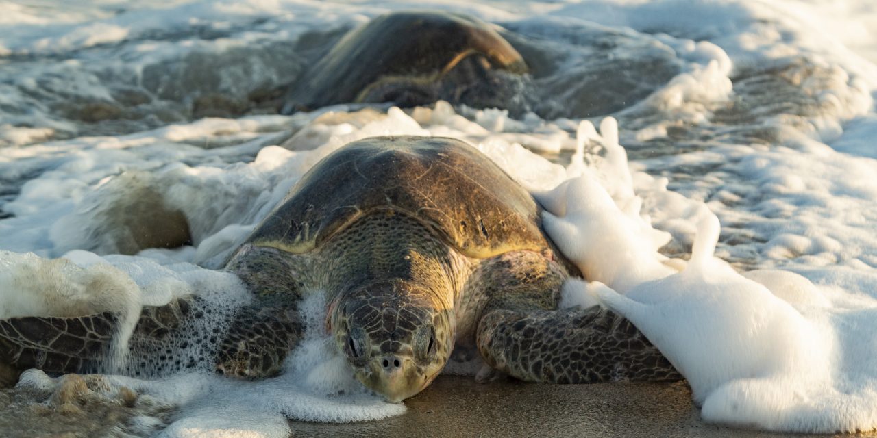 Making the Travel Industry More Sustainable with SEE Turtles