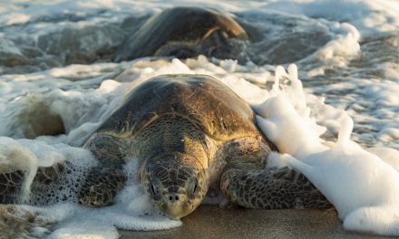Making the Travel Industry More Sustainable with SEE Turtles