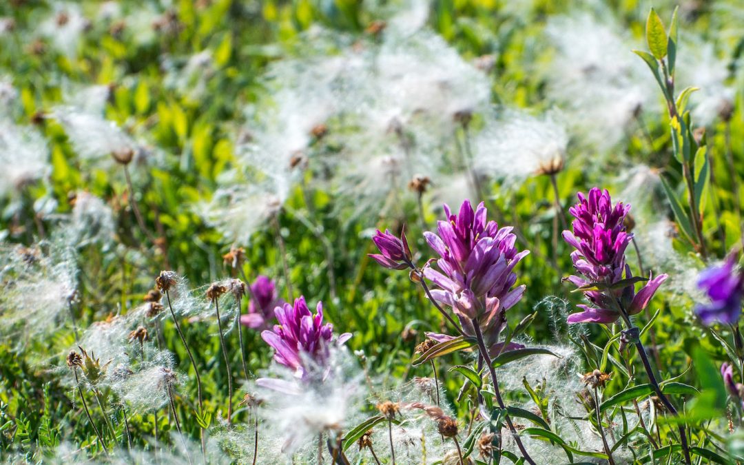 A Walk on the Tundra: Churchill in Summertime