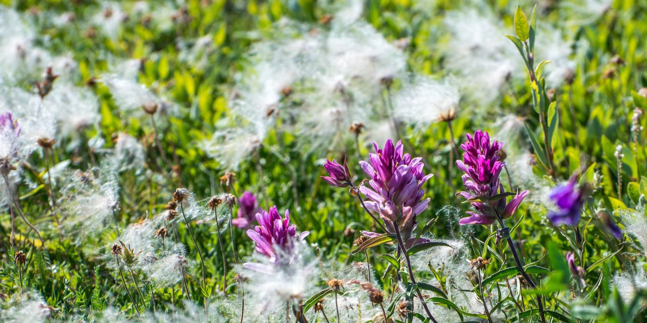 A Walk on the Tundra: Churchill in Summertime