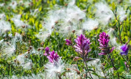 A Walk on the Tundra: Churchill in Summertime