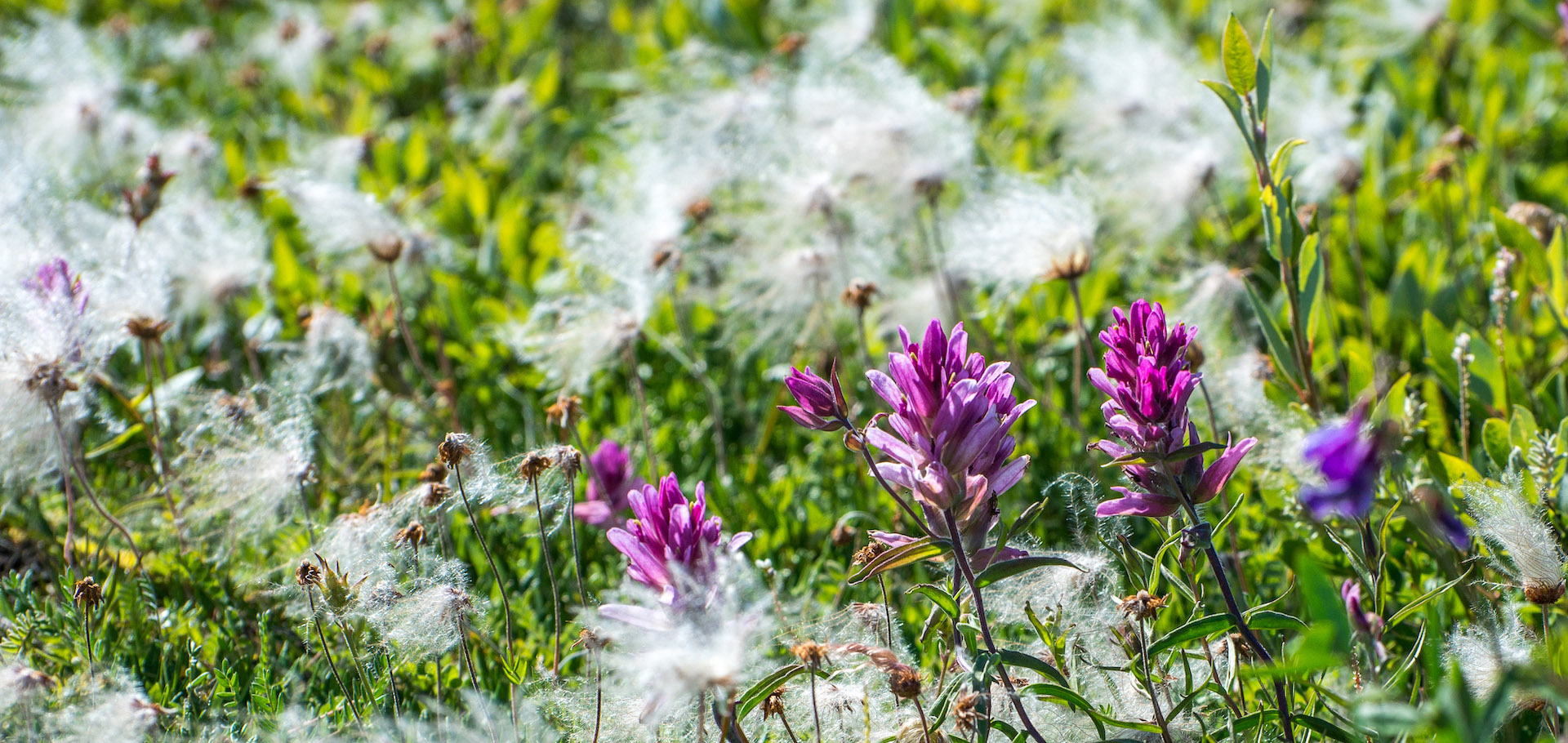 Raup's Paintbrush and flowering Mountain Avens