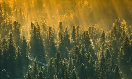 The True Value of Trees