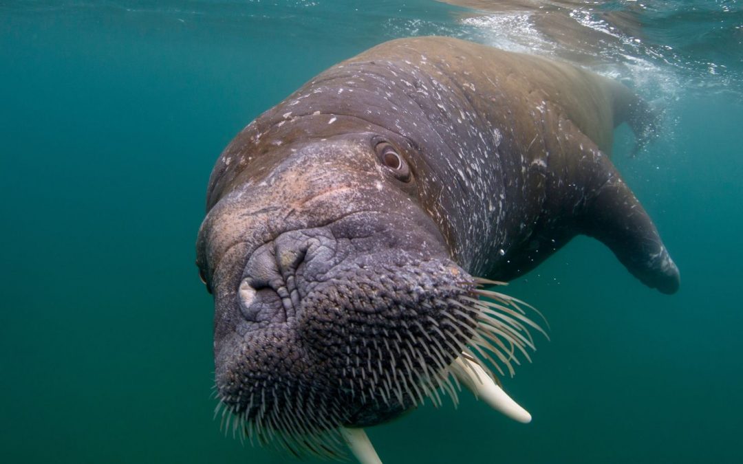 Can you spot a walrus in the wild? Or better yet, from space?